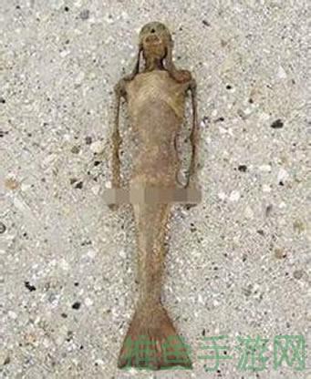 美人鱼实际是什么生物,美人鱼实际是什么生物类型美人鱼之谜真相揭晓