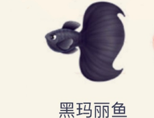 摩尔庄园手游黑玛丽鱼钓鱼位置一览 